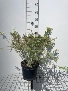 Salix integra 'Hakuro-nishiki' geen maat specificatie cont. 7,5L - afbeelding 3