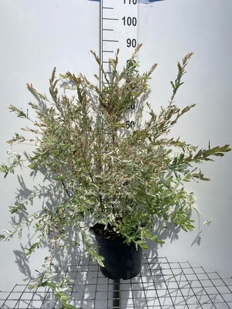 Salix integra 'Hakuro-nishiki' geen maat specificatie cont. 7,5L - afbeelding 1