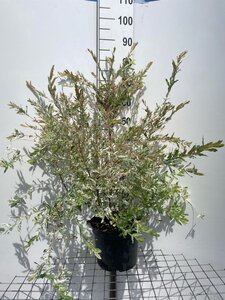 Salix integra 'Hakuro-nishiki' geen maat specificatie cont. 7,5L