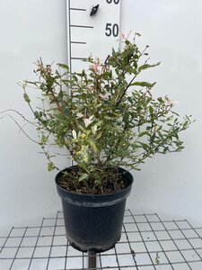 Salix integra 'Hakuro-nishiki' geen maat specificatie cont. 7,5L - afbeelding 4