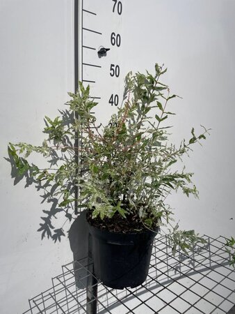 Salix integra 'Hakuro-nishiki' geen maat specificatie cont. 7,5L - afbeelding 2