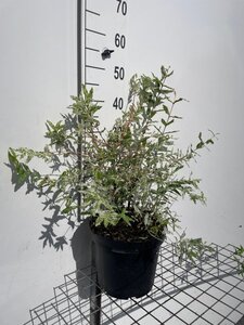 Salix integra 'Hakuro-nishiki' geen maat specificatie cont. 7,5L - afbeelding 2