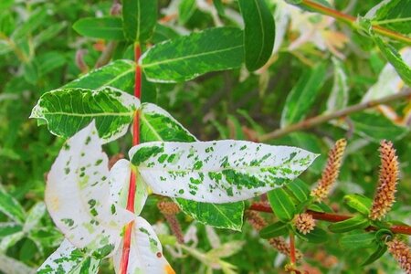 Salix integra 'Hakuro-nishiki' halfstam container - afbeelding 4