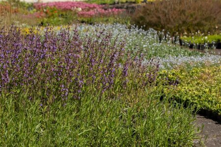 Salvia lavandulifolia geen maat specificatie 0,55L/P9cm - afbeelding 1