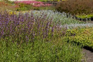 Salvia lavandulifolia geen maat specificatie 0,55L/P9cm