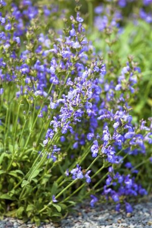 Salvia lavandulifolia geen maat specificatie 0,55L/P9cm - afbeelding 2