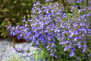 Salvia lavandulifolia geen maat specificatie 0,55L/P9cm - afbeelding 3