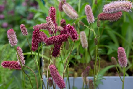 Sanguisorba menziesii geen maat specificatie 0,55L/P9cm - afbeelding 1
