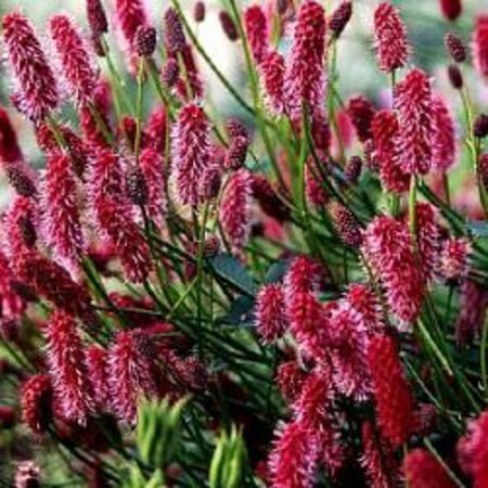 Sanguisorba menziesii geen maat specificatie 0,55L/P9cm - afbeelding 2