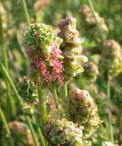 Sanguisorba minor geen maat specificatie 0,55L/P9cm