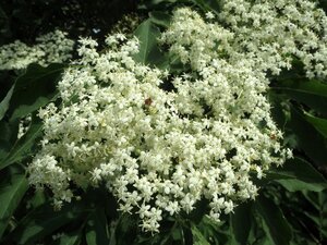 Sambucus nigra 150-175 cm met kluit - afbeelding 1