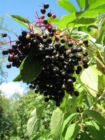 Sambucus nigra 150-175 cm wortelgoed - afbeelding 2