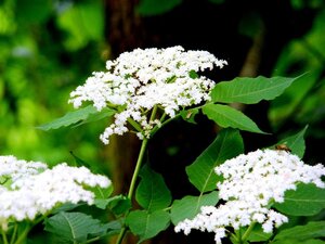 Sambucus nigra 150-175 cm wortelgoed - afbeelding 5