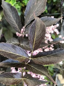 Sambucus nigra Black Beauty 40-50 cm cont. 3,0L