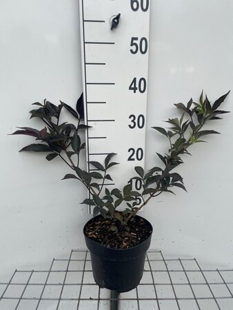 Sambucus nigra Black Beauty geen maat specificatie cont. 3,0L - afbeelding 3