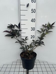Sambucus nigra Black Beauty geen maat specificatie cont. 3,0L - afbeelding 3