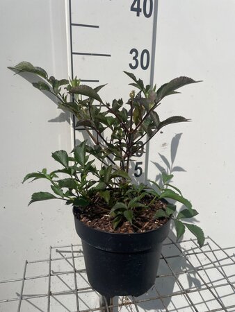 Sambucus nigra Black Beauty geen maat specificatie cont. 3,0L - afbeelding 1