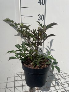 Sambucus nigra Black Beauty geen maat specificatie cont. 3,0L