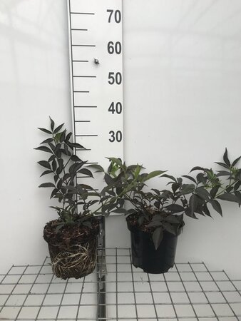 Sambucus nigra Black Beauty geen maat specificatie cont. 3,0L - afbeelding 2