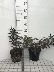 Sambucus nigra Black Beauty geen maat specificatie cont. 3,0L - afbeelding 2