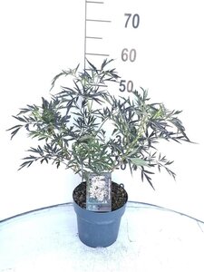 Sambucus nigra Black Lace 30-40 cm cont. 3,0L - afbeelding 2