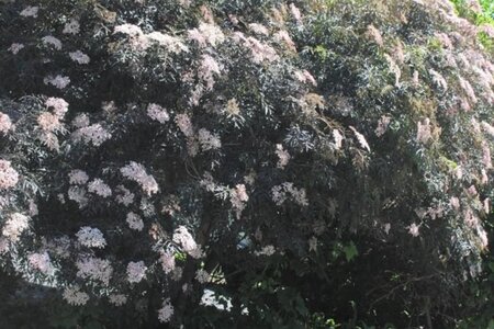 Sambucus nigra Black Lace 80-100 cm wortelgoed struik - afbeelding 3