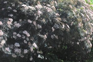 Sambucus nigra Black Lace 80-100 cm wortelgoed struik - afbeelding 3