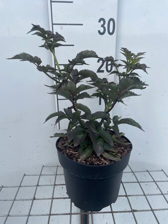 Sambucus nigra Black Tower geen maat specificatie cont. 3,0L - afbeelding 3
