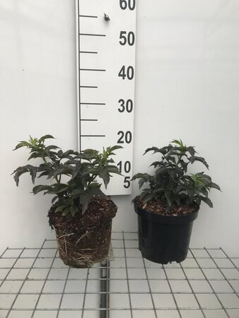 Sambucus nigra Black Tower geen maat specificatie cont. 3,0L - afbeelding 4