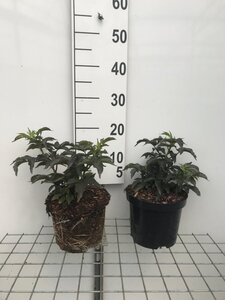 Sambucus nigra Black Tower geen maat specificatie cont. 3,0L - afbeelding 4