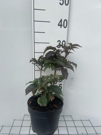 Sambucus nigra Black Tower geen maat specificatie cont. 3,0L - afbeelding 5