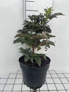 Sambucus nigra Black Tower geen maat specificatie cont. 3,0L - afbeelding 5