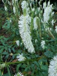Sanguisorba canadensis geen maat specificatie 0,55L/P9cm