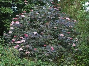 Sambucus nigra 'Guincho Purple' 80-100 cm wortelgoed struik