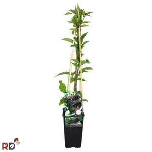 Sambucus nigra 'Haschberg' 70 cm vierkant 2L