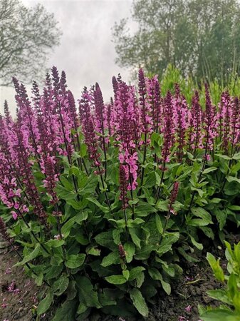 Salvia nemorosa 'Katsjing' ® geen maat specificatie 0,55L/P9cm - afbeelding 2