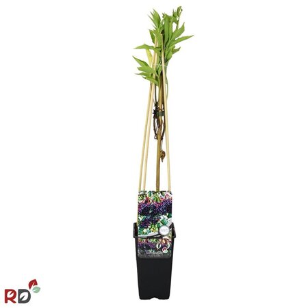 Sambucus nigra 'Korsør' 70 cm vierkant 2L