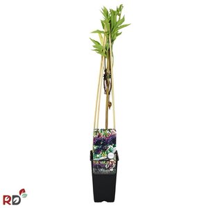 Sambucus nigra 'Korsør' 70 cm vierkant 2L