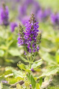 Salvia nemerosa 'Marcus' ® geen maat specificatie 0,55L/P9cm