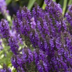 Salvia nemerosa 'Marcus' ® geen maat specificatie 0,55L/P9cm - afbeelding 5