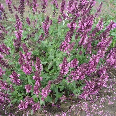 Salvia nem. 'Pink Friesland' geen maat specificatie 0,55L/P9cm - afbeelding 1