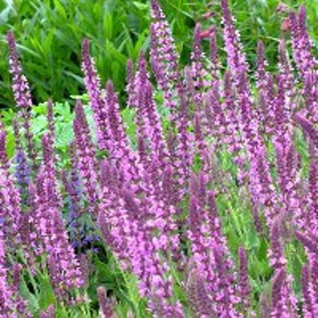 Salvia nem. 'Pink Friesland' geen maat specificatie 0,55L/P9cm - afbeelding 2