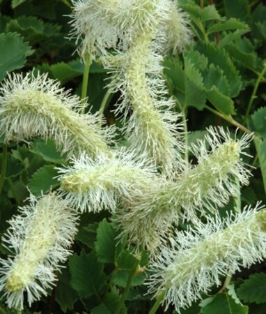 Sanguisorba obtusa 'Alba' geen maat specificatie 0,55L/P9cm