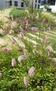 Sanguisorba obtusa geen maat specificatie 0,55L/P9cm - afbeelding 2