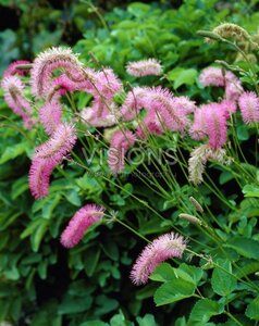 Sanguisorba obtusa geen maat specificatie 0,55L/P9cm