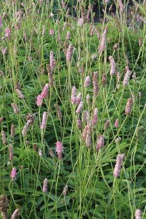 Sanguisorba o. 'Pink Tanna' geen maat specificatie 0,55L/P9cm - afbeelding 6