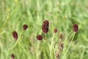 Sanguisorba o. 'Pink Tanna' geen maat specificatie 0,55L/P9cm - afbeelding 2