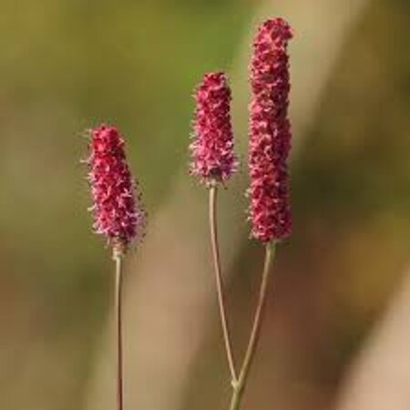 Sanguisorba o. 'Pink Tanna' geen maat specificatie 0,55L/P9cm - afbeelding 4