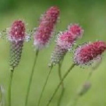 Sanguisorba o. 'Pink Tanna' geen maat specificatie 0,55L/P9cm - afbeelding 5