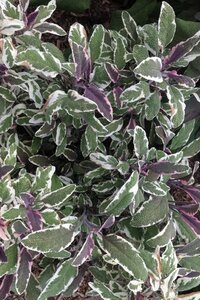 Salvia off. 'Tricolor' geen maat specificatie 0,55L/P9cm